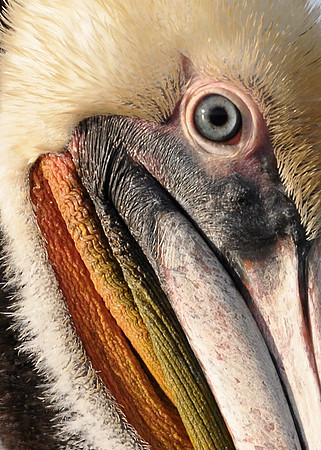 Birds & Nature: Brown Pelican