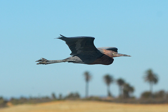 Reddish Egret 324a